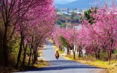 Đà Lạt: Cung đường hoa mai anh đào làm say lòng du khách