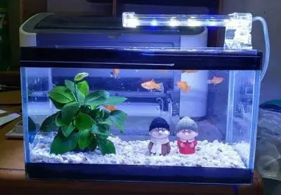 Món quà mang tác dụng điều hòa âm dương, thúc đẩy cát khí, giảm thiểu hung khí dành cho chàng
