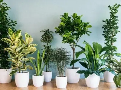Mang đến không gian sống trong lành cho chàng từ những chậu cây xanh tươi