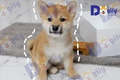 DOGILY PET SHOP