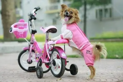 PET Sài Gòn là Top 10 Shop bán phụ kiện cho thú cưng uy tín ở TPHCM