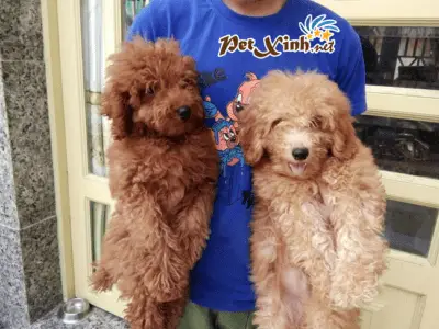 PET Xinh là một trong những cửa hàng chuyên bán phụ kiện cho thú cưng nổi tiếng tại khu vực quận Gò Vấp
