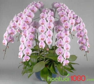 Chậu hoa Lan Hồ Điệp tại shop Hoa Tươi 1080