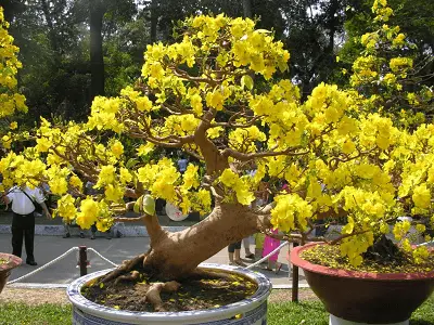 Hoa và cây cảnh cho ngày Tết