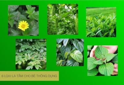 Top 6 loại lá tắm cho bé an toàn, được nhiều mẹ tin dùng